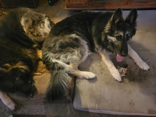 Customer photo review of Large Ostrich Knuckle (5.5" x 5"): The Ultimate Chew for Moderate & Power Chewers