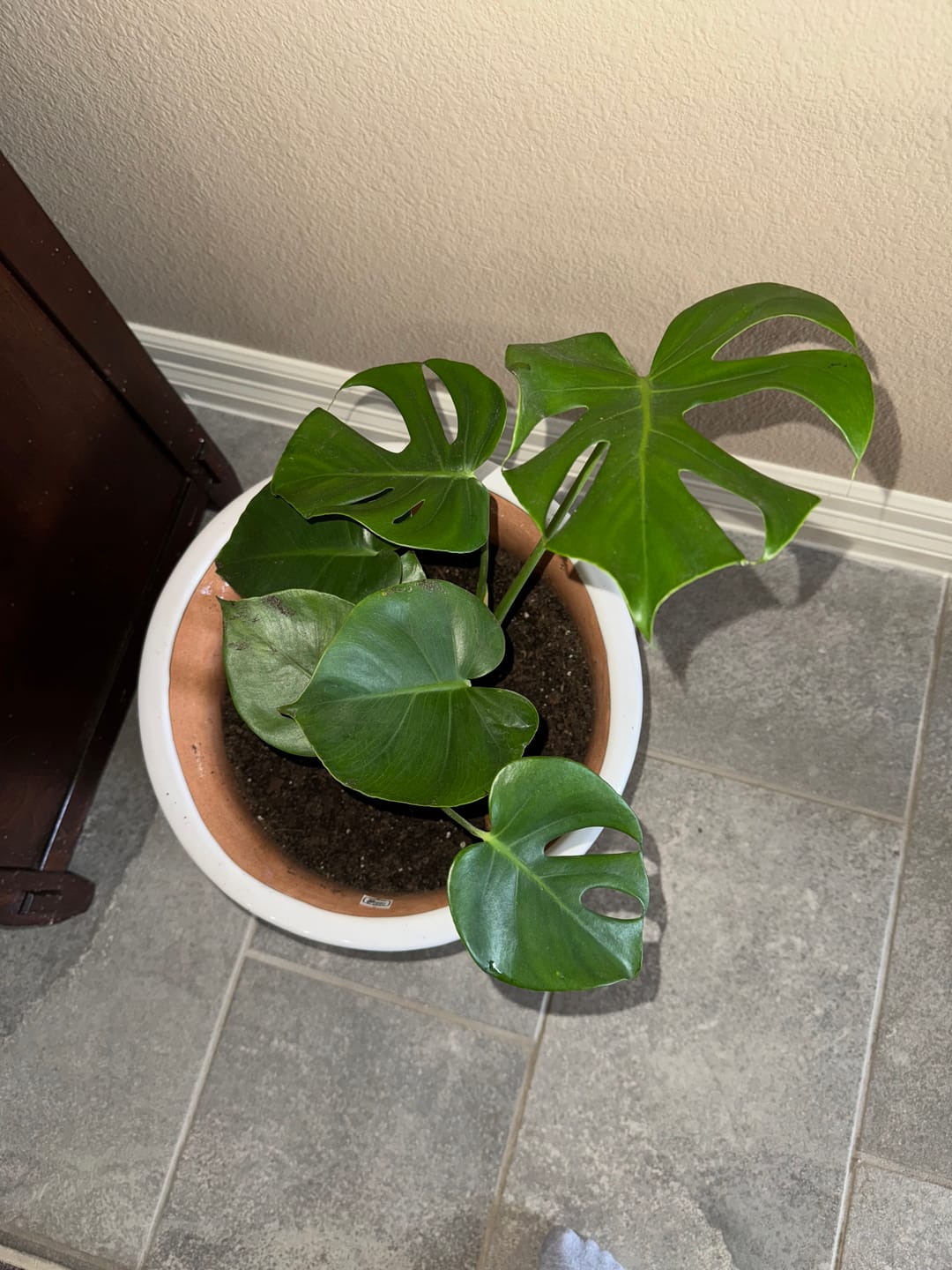 Customer photo review of Monstera Deliciosa, Swiss Cheese
