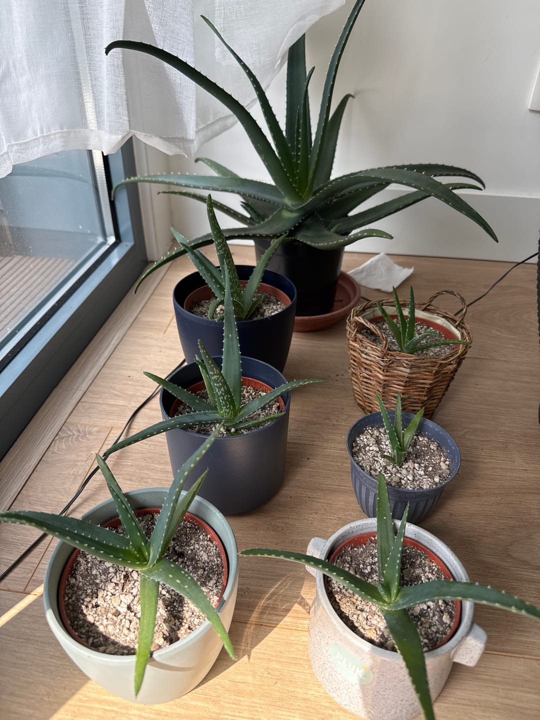 Customer photo review of Cacti & Succulent Mix