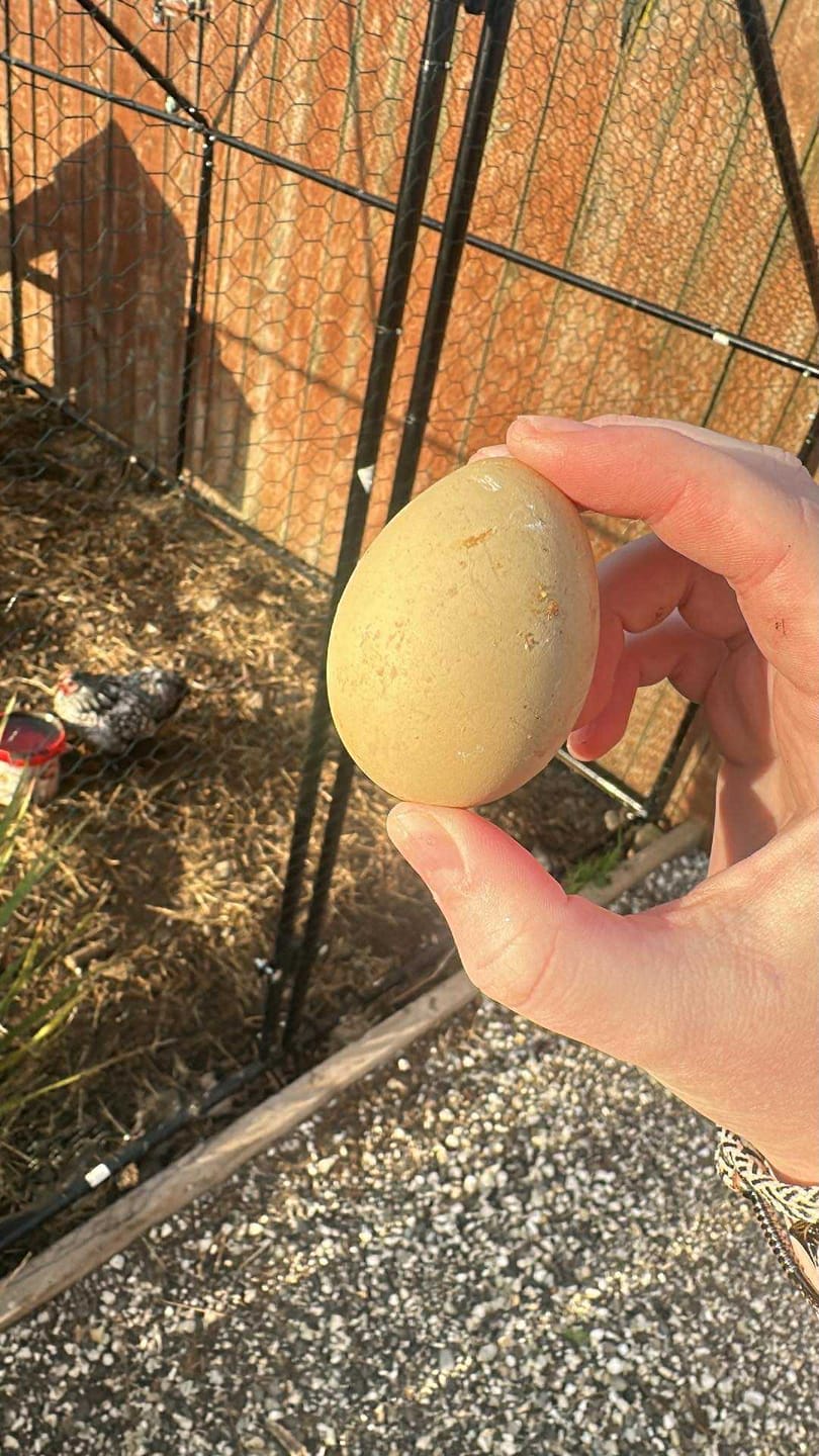 Customer photo review of Premium Yolk 19% Layer Pellets 20kg