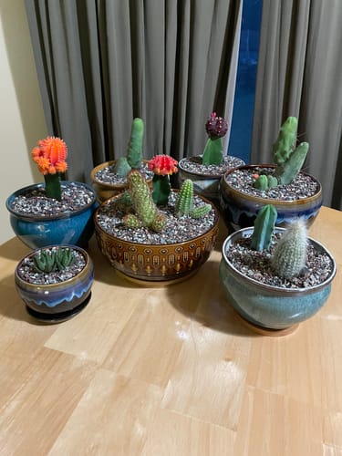 Customer photo review of Gymnocalycium mihanovichii freidrichii | Moon Cactus Red & Yellow