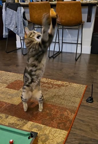 Customer photo review of Interactive Bird Simulation Cat Toy Set