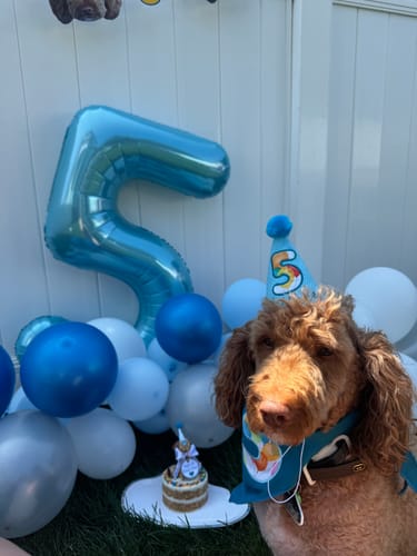 Customer photo review of Personalized Dog Party Pack