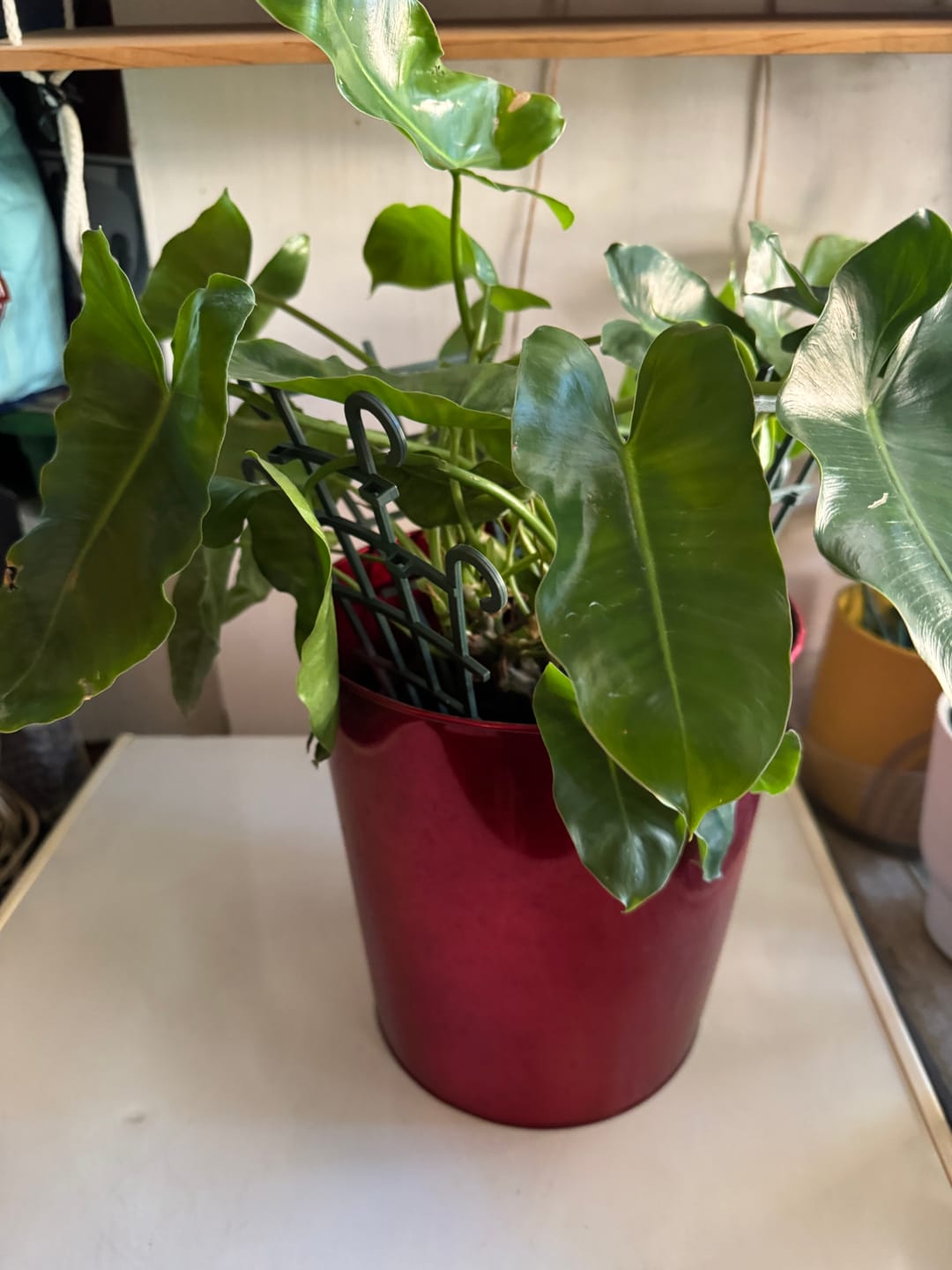 Customer photo review of Philodendron Burle Marx, Live Climbing Plant Vine