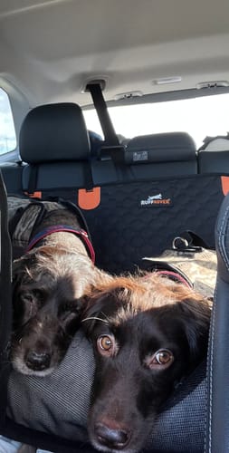 Customer photo review of RuffRover 2.0™ - Hard Bottom Dog Car Seat Protector