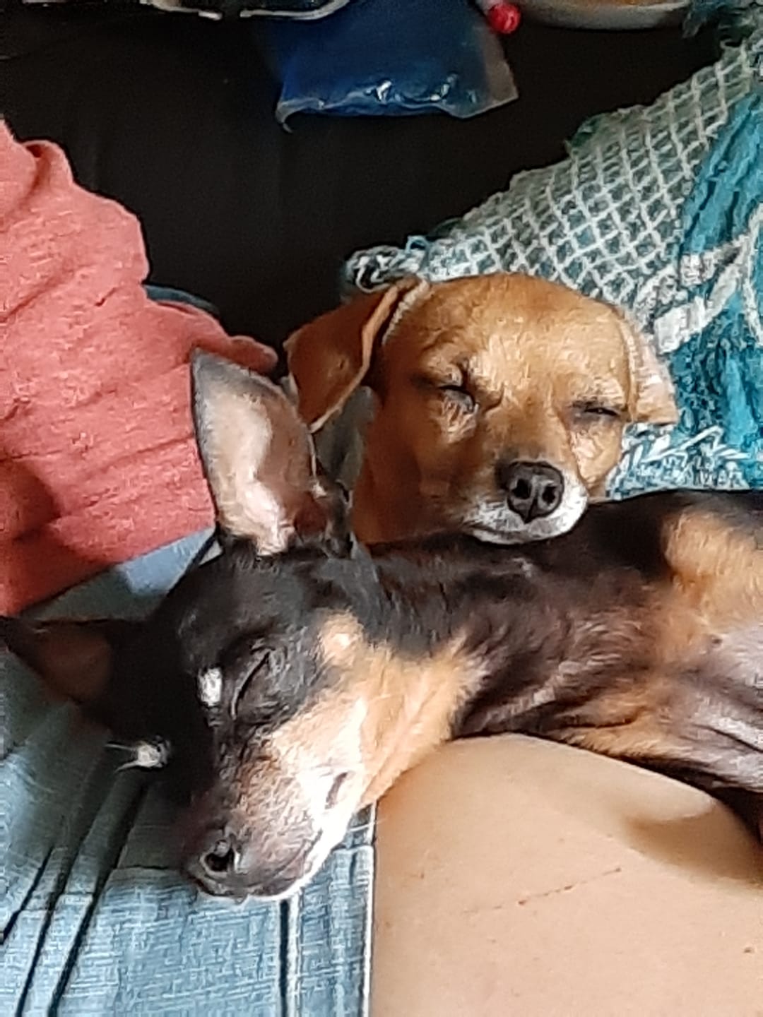 Customer photo review of FaceSock® | Custom Honden Sokken Met Foto