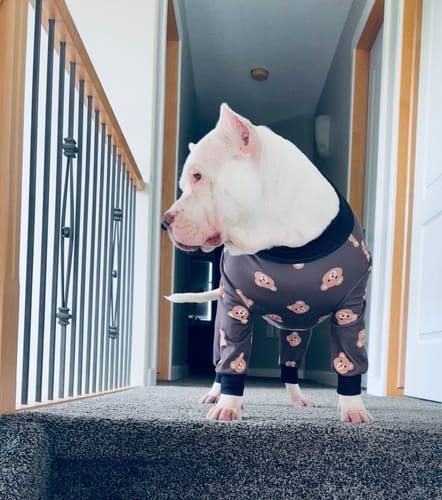 Customer photo review of The Dogtrovert™ Bag (Free gift)