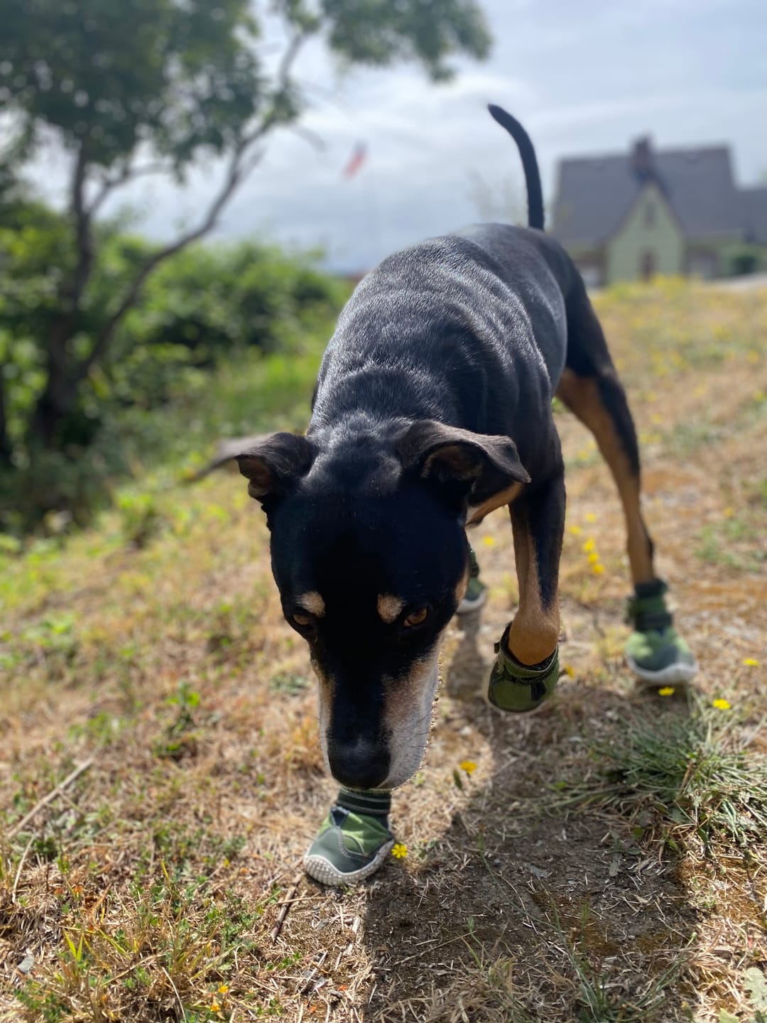 Customer photo review of Hot Pavement Pawtector Dog Shoes - Green