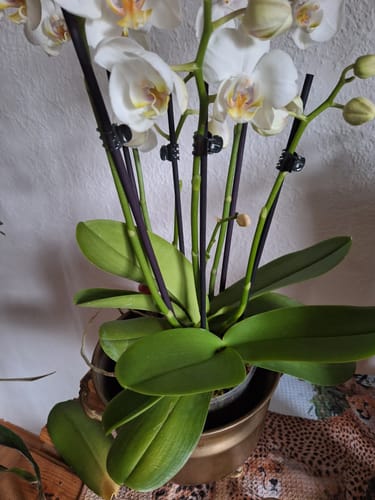 Customer photo review of Große Two of Us Weiß mit weißen Blüten und 4+ Rispen