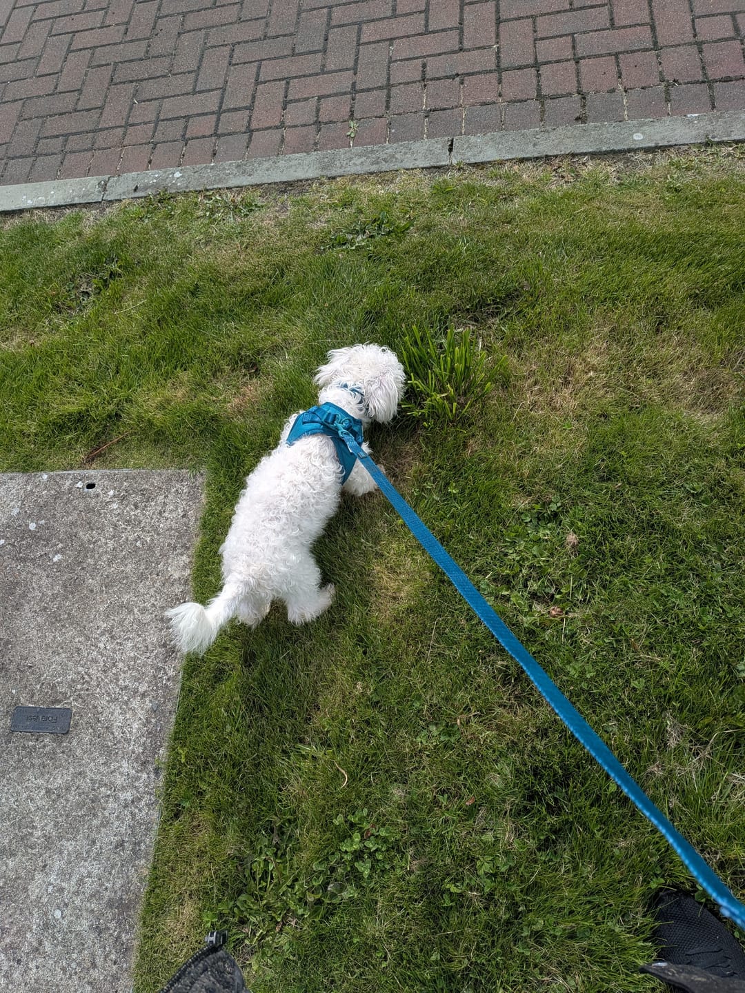Customer photo review of Pawsome Pup Harness - Emerald