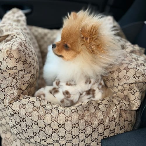 Customer photo review of ZUCCINI DOG CAR SEAT FOR  DOGS