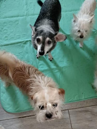 Customer photo review of Potty Buddy™ - The Durable Leak-Free Potty Pad