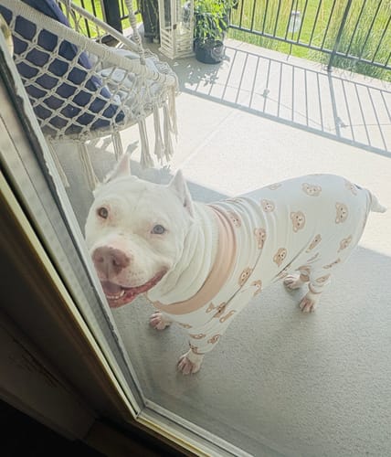 Customer photo review of The Dogtrovert™ Bag (Free gift)