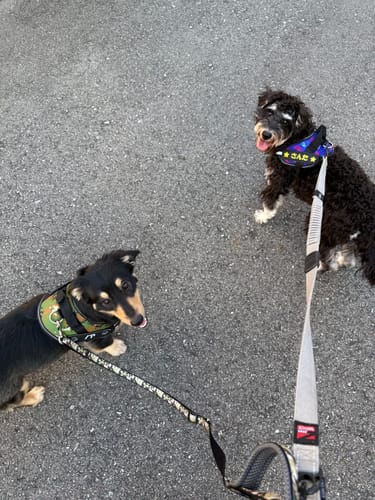 Customer photo review of FunFunPet 高機能ハーネス（お名前タグ作成サービス付き）