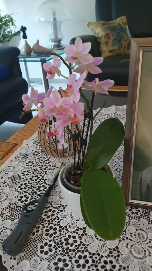 Customer photo review of Table Dance Pia mit hellrosafarbenen Blüten und 2 Rispen