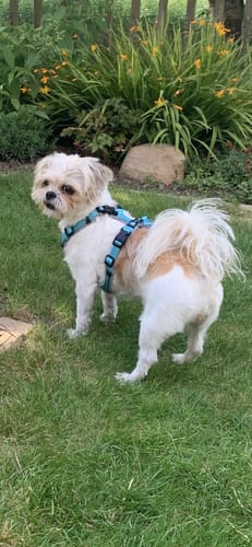 Customer photo review of Y Shaped Dog Harness OPEN Ice Blue | AnnyX