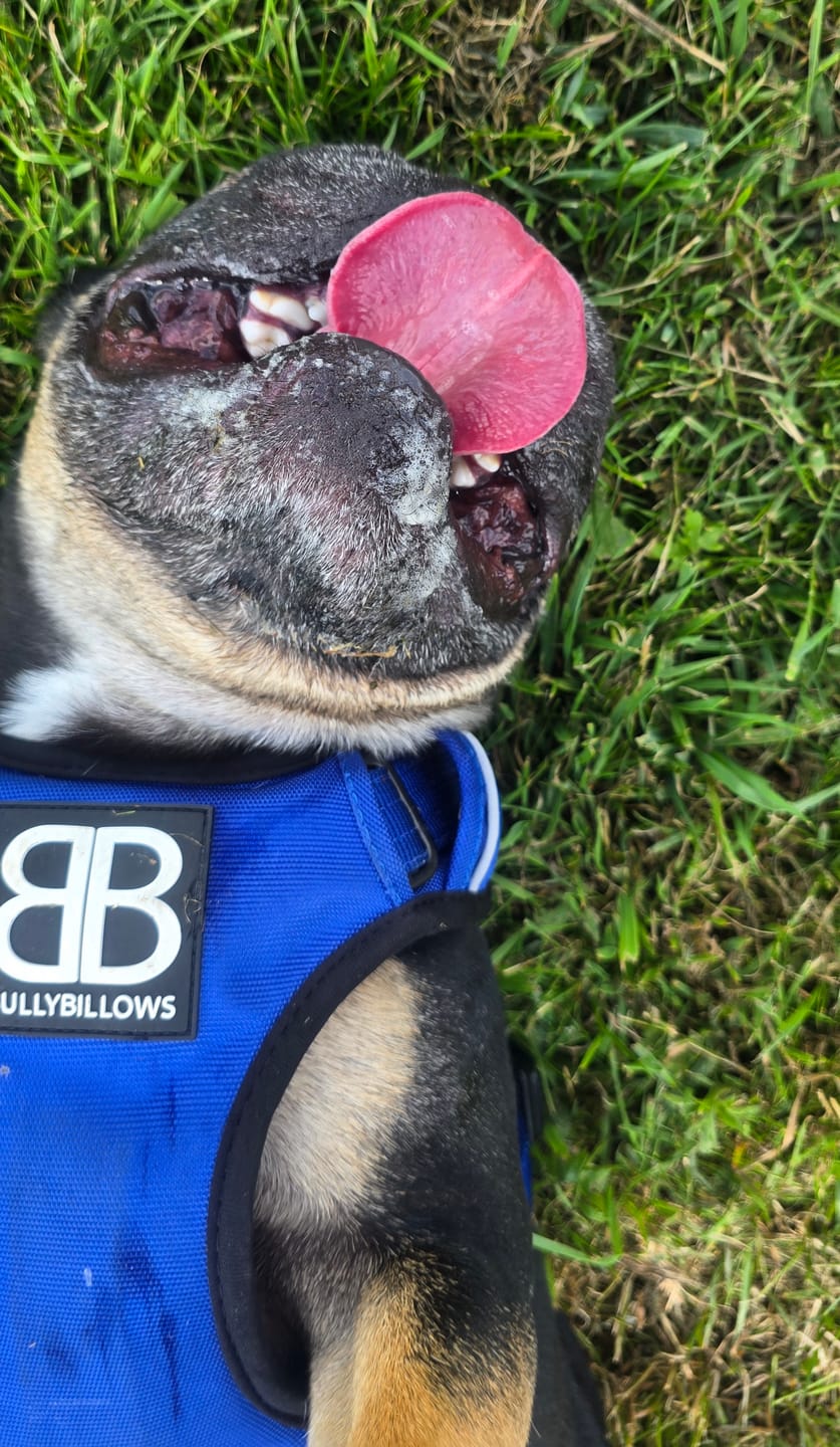 Customer photo review of Comfort Premium Harness | Non Restrictive - Blue