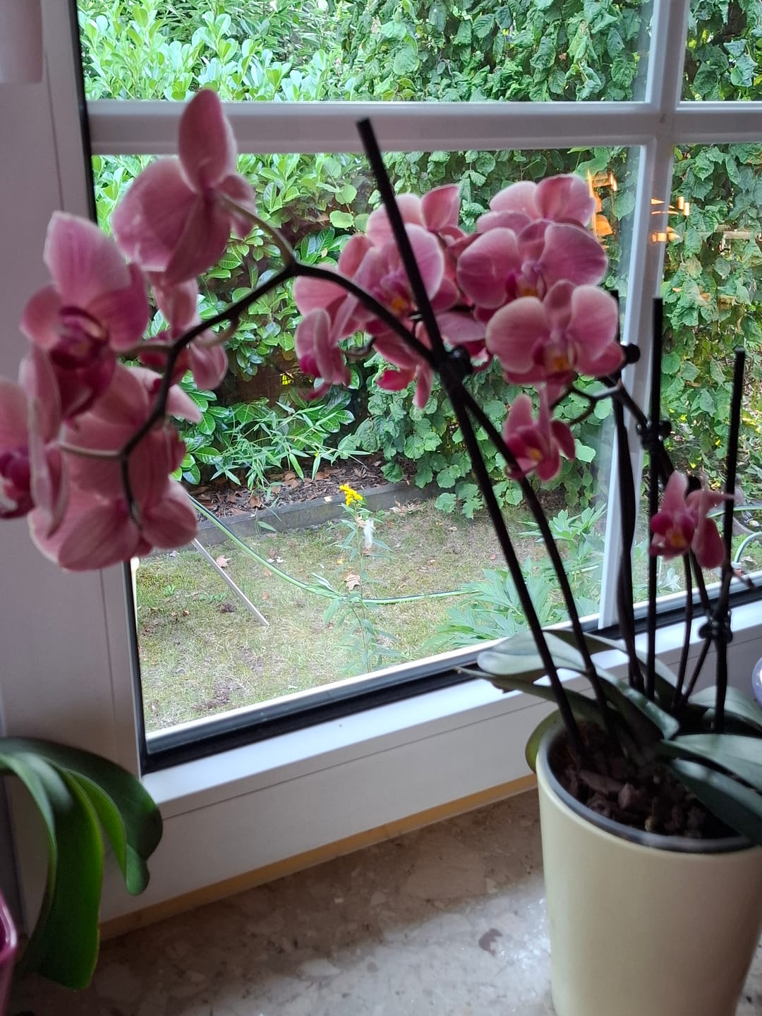 Customer photo review of Table Dance La Paz mit gelben Blüten und 2 Rispen