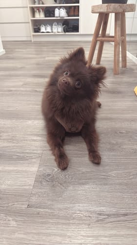 Customer photo review of COCI HARNESS & LEASH SET