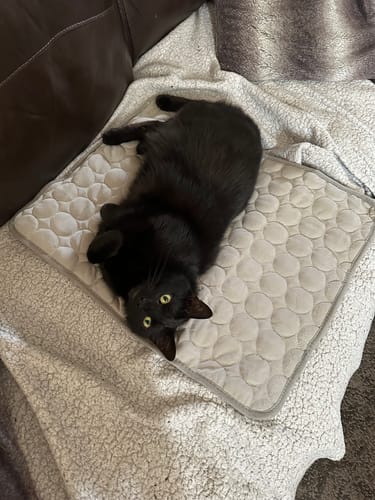 Customer photo review of The Ultimate Cooling Pet Mat