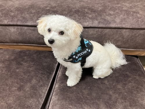 Customer photo review of FunFunPet 高機能ハーネス（お名前タグ作成サービス付き）