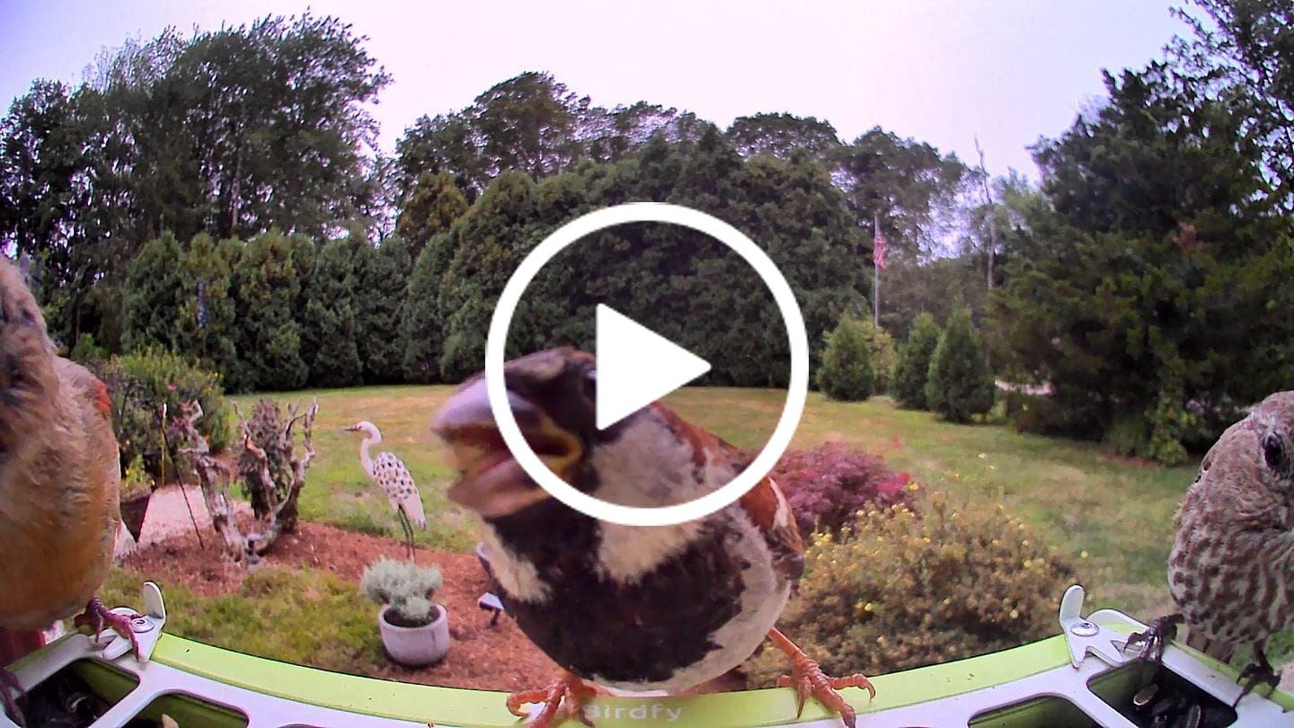 Customer video review of Birdfy Feeder Metal - Smart Metal Feeder with Camera