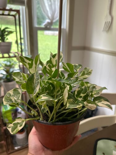 Customer photo review of Pothos 'N'joy'