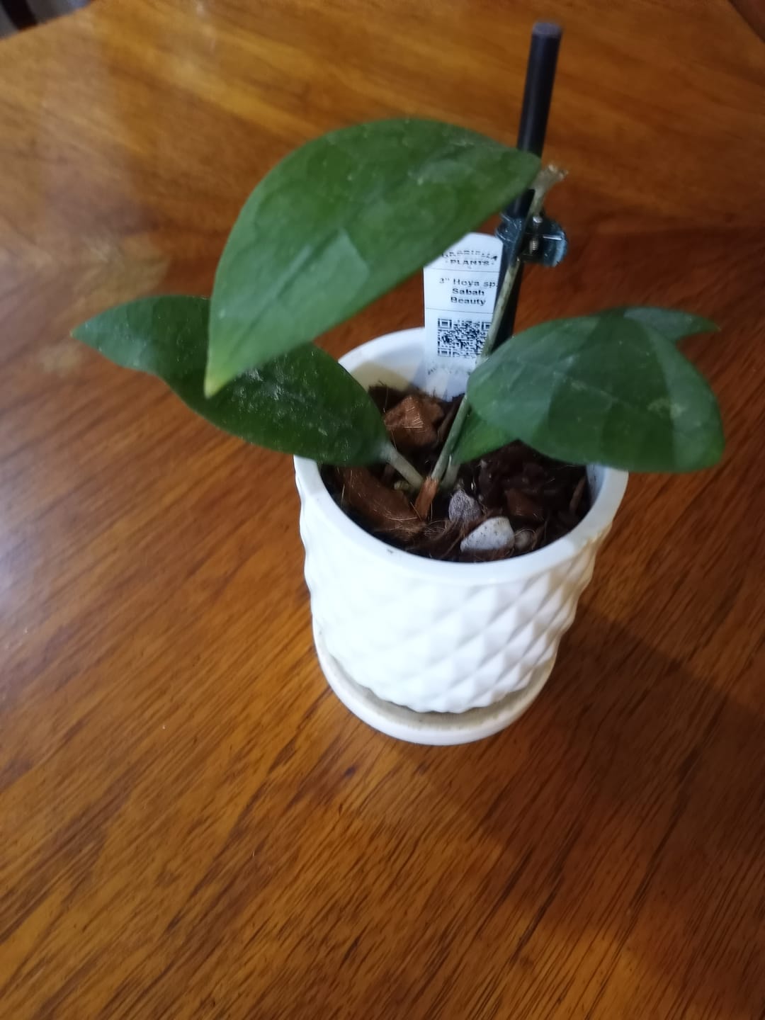 Customer photo review of Hoya sp. 'Sabah Beauty'