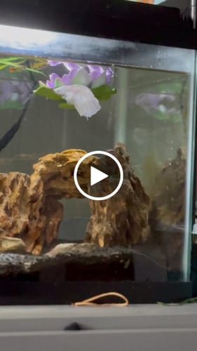 Customer video review of Super White Dumbo Ear Halfmoon Male Betta Fish