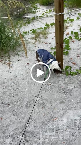 Customer video review of Chilltech™ Dog Cooling Vests