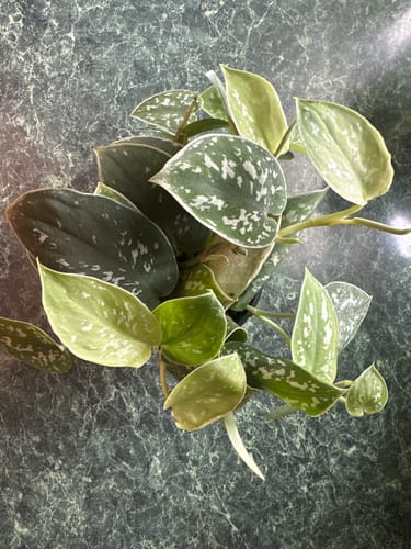 Customer photo review of Pothos 'Satin'