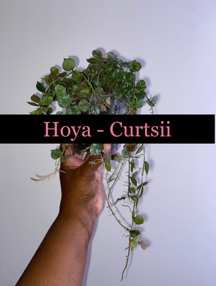 Customer photo review of Hoya curtisii