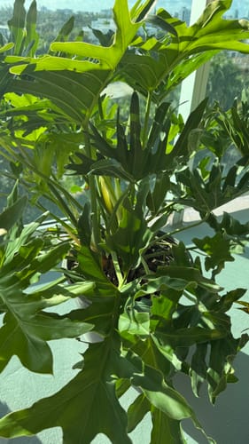 Customer photo review of Selloum