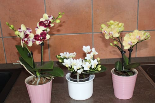 Customer photo review of Table Dance Donauwelle mit gelb-lila gefleckten wachsartigen Blüten und 2 Rispen