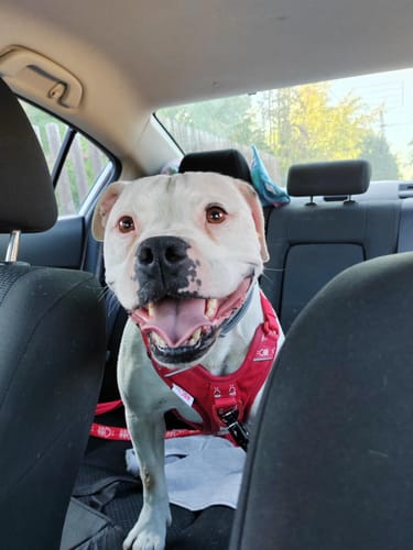 Customer photo review of Anti Pull Hurricane Harness - With Handle - Nottingham Forest