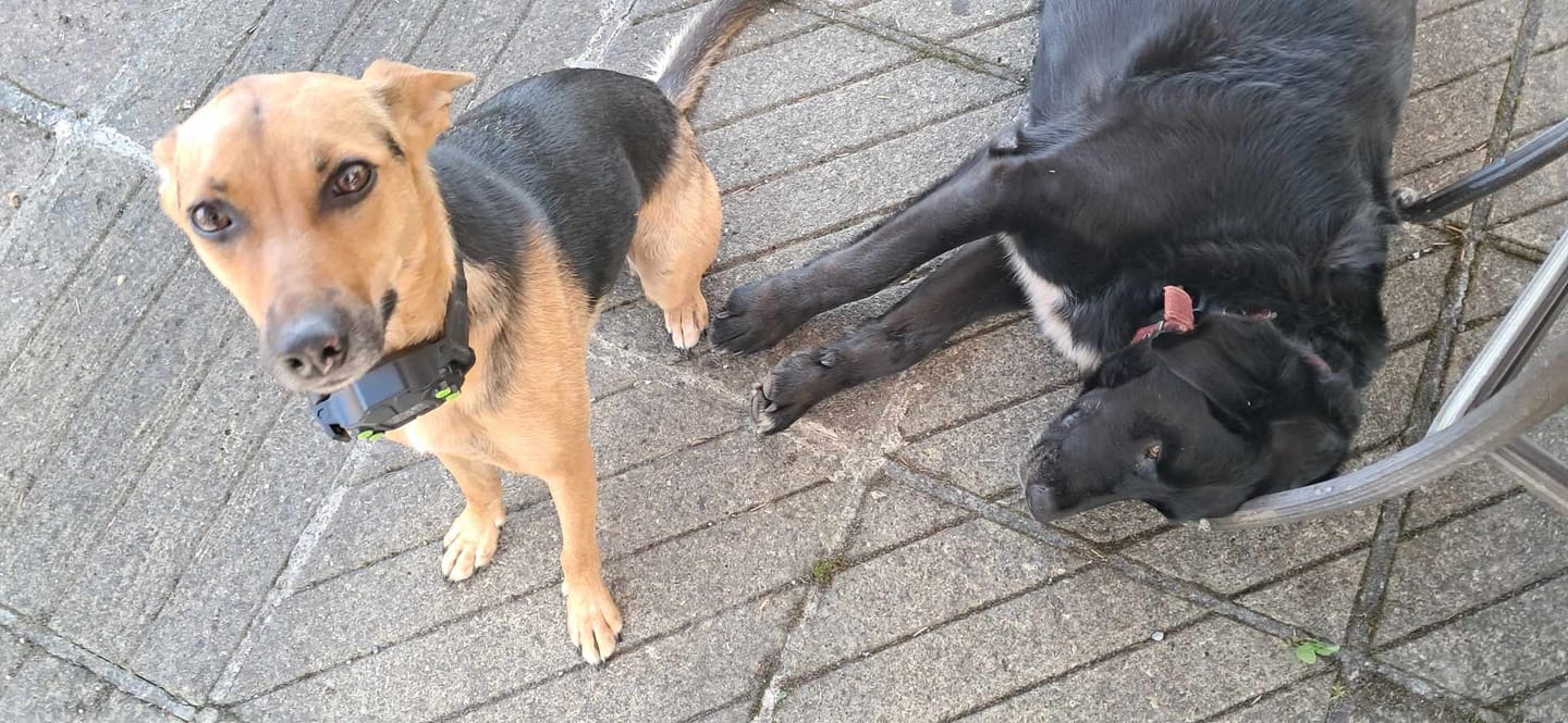 Customer photo review of Gps Dog Fence F830 Plus | For Medium and Large dogs