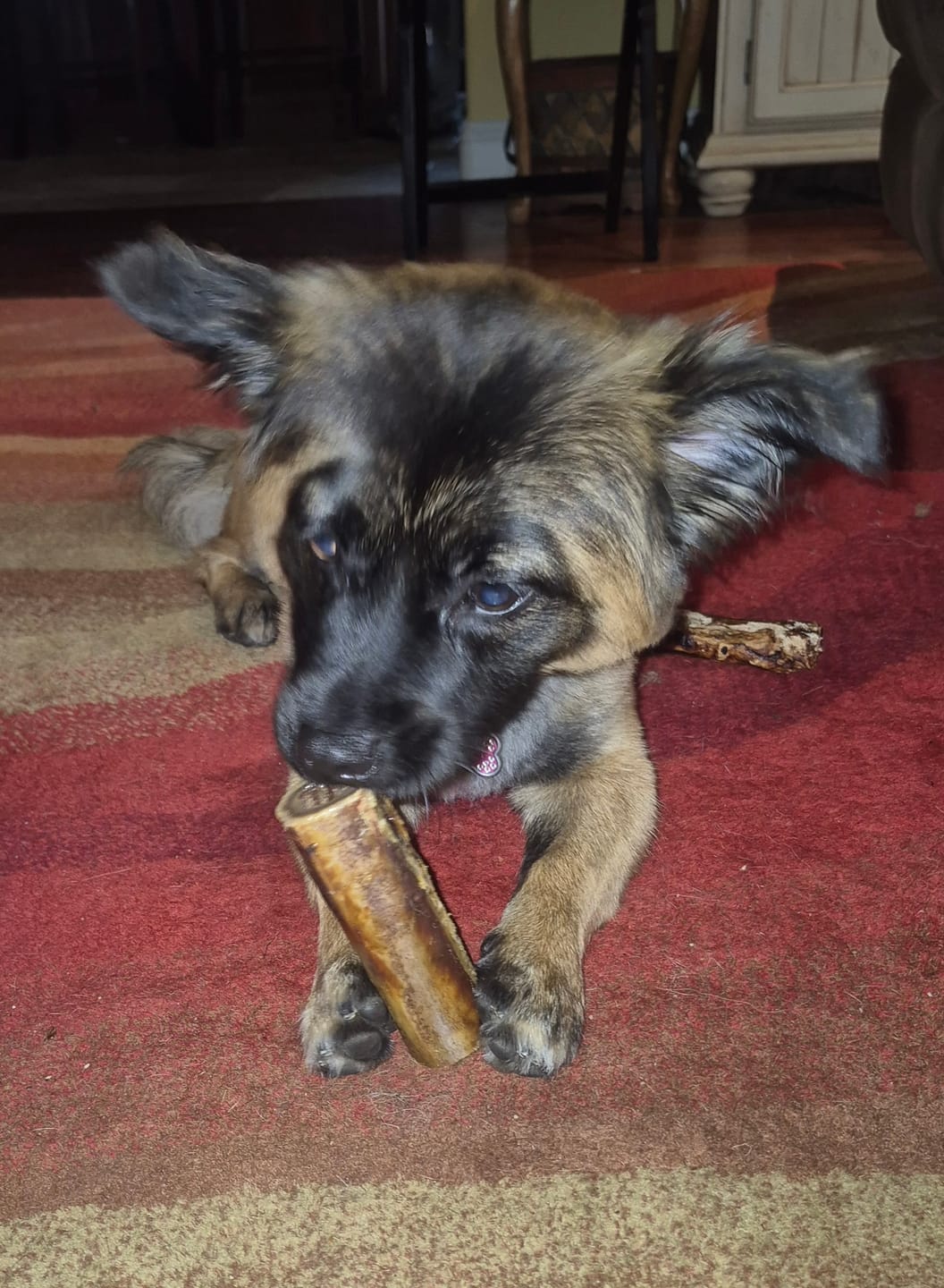 Customer photo review of Chewy Ostrich Flat Tendon: Satisfying All-Natural Chew for Dental Health & Gentle Digestion