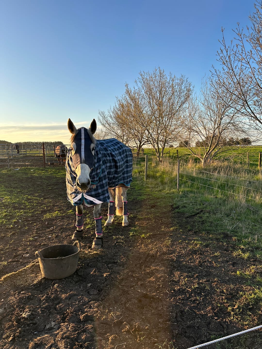 Customer photo review of Rhino Plus Turnout 250g