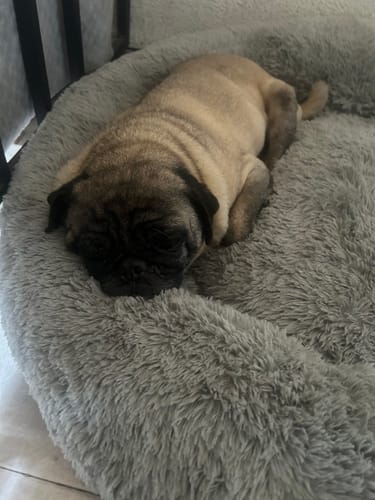 Customer photo review of Cama Antiestrés para Perros