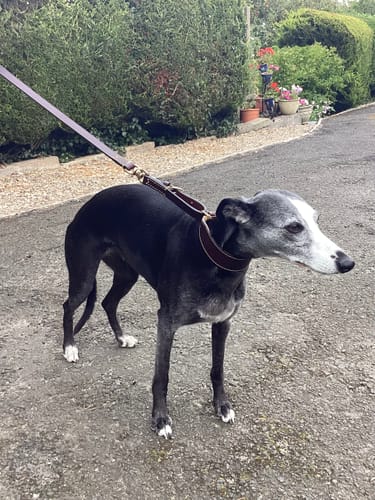 Customer photo review of Heritage-&-Hound Traditional Buckled Dog Lead