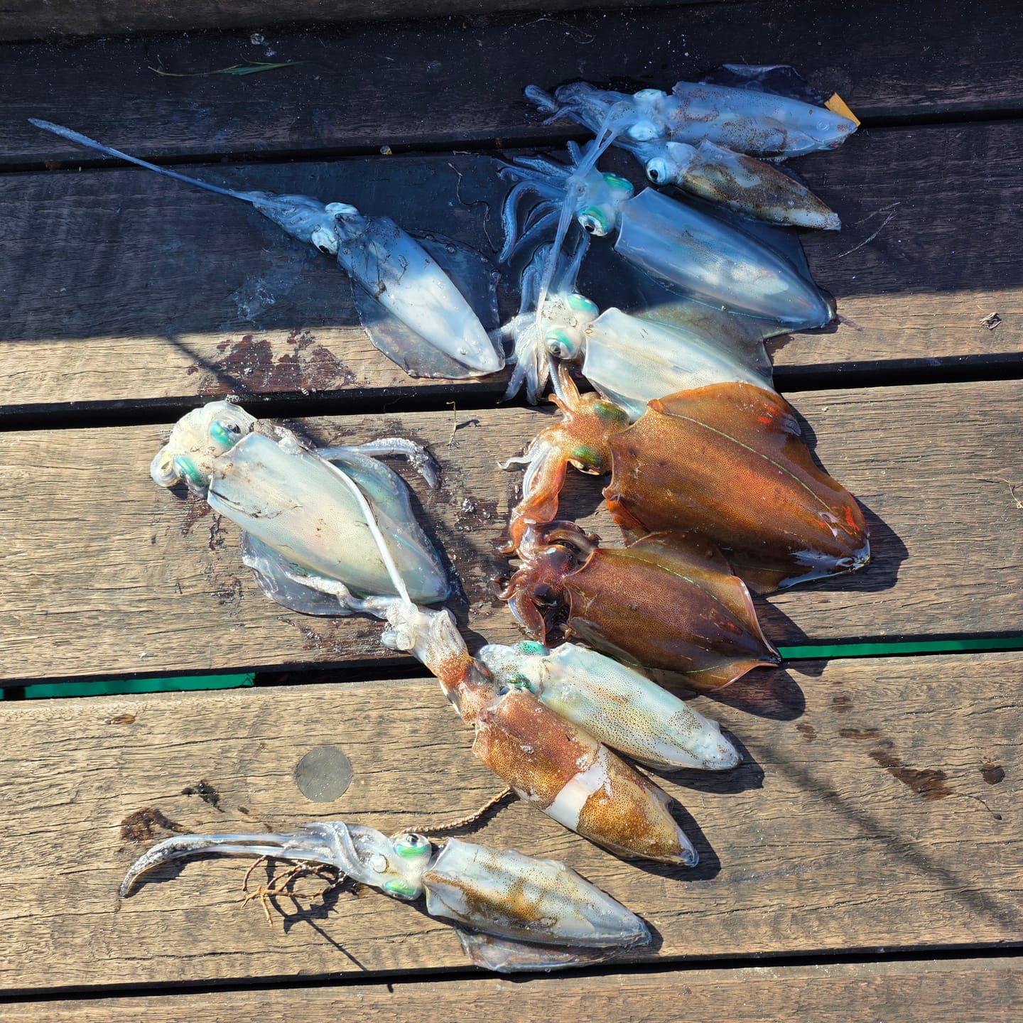 Customer photo review of The Sakura Dragon of Mount Yoshino Squid Jig (Slow Sinking)