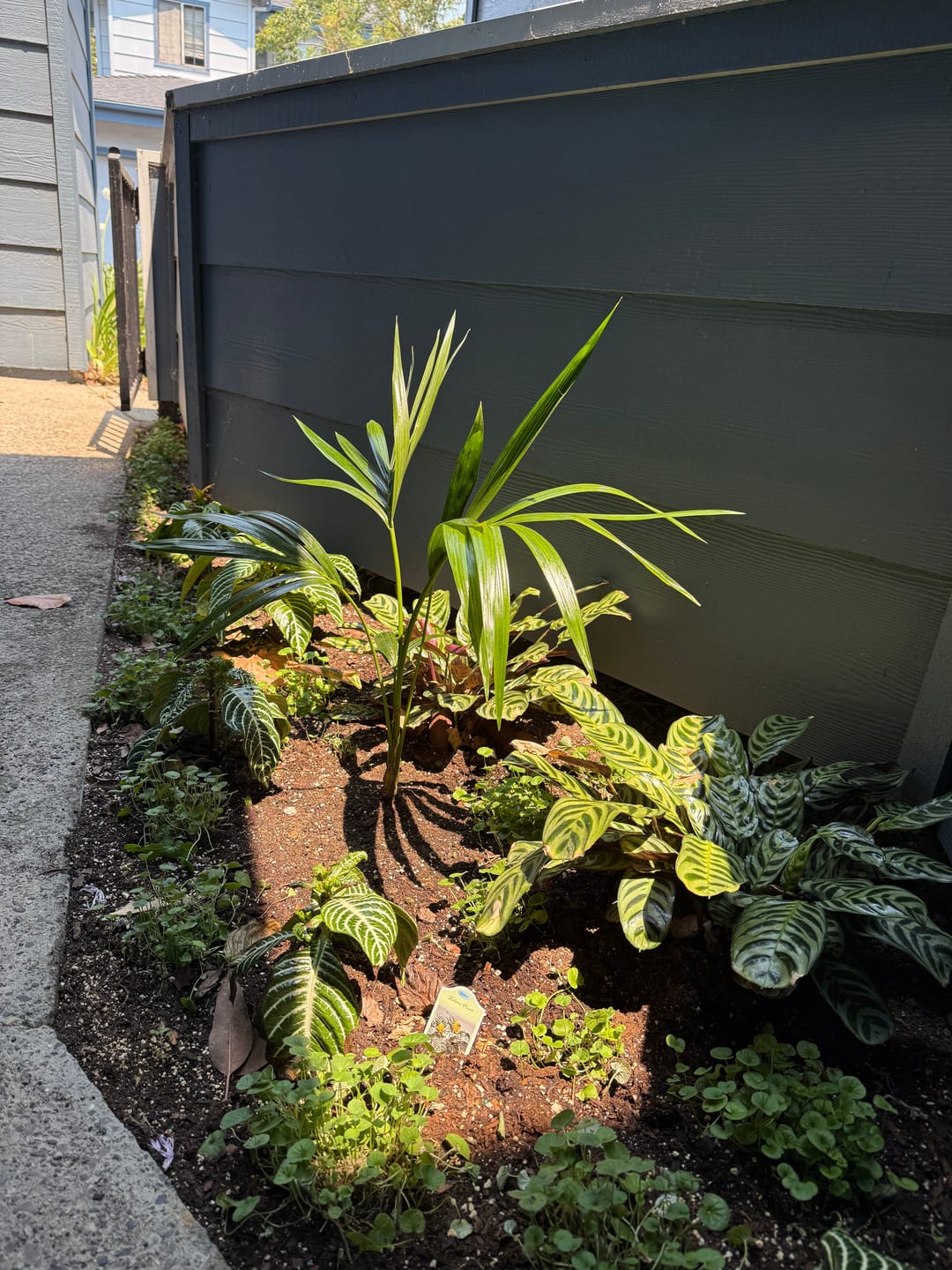 Customer photo review of Kentia Palm, Howea Forsteriana, Exotic and Rare