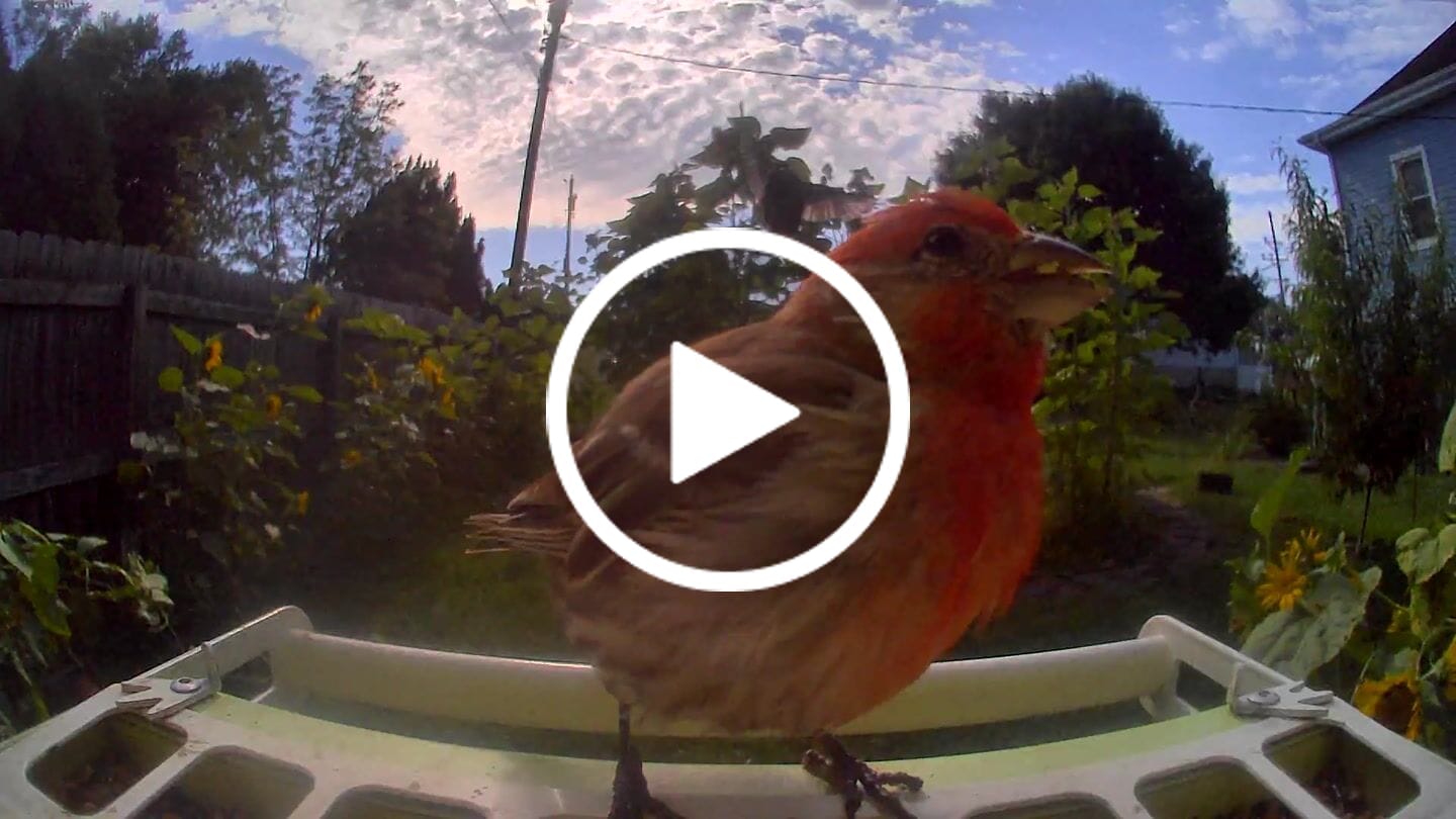 Customer video review of Birdfy Feeder Metal - Smart Metal Feeder with Camera