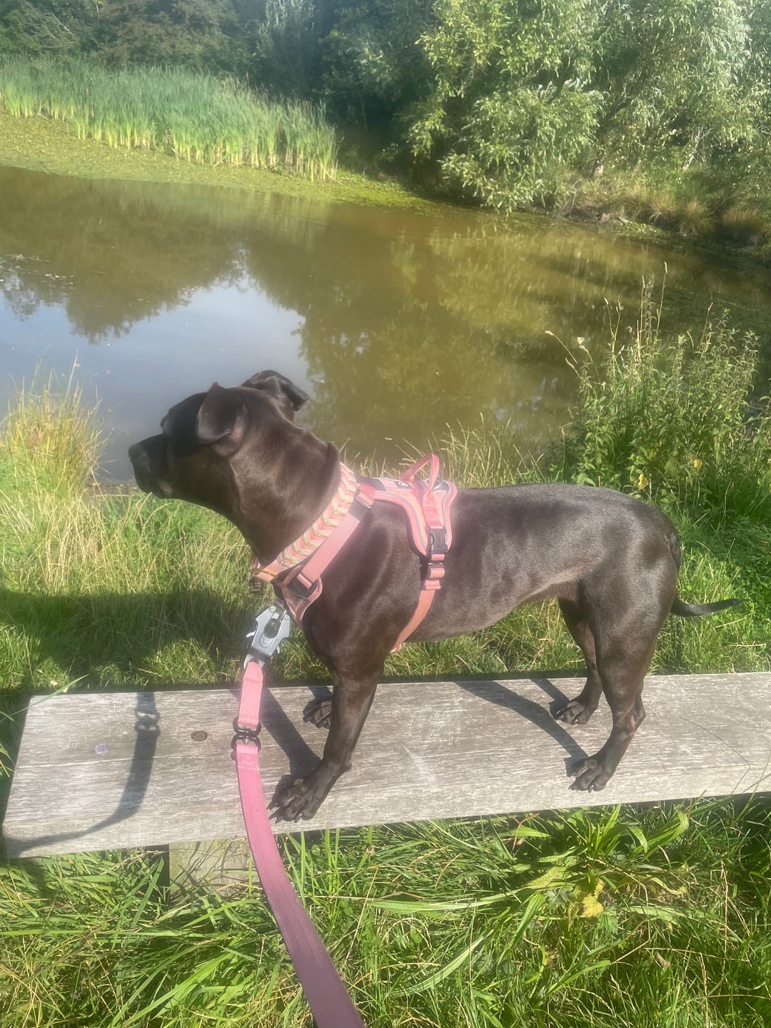 Customer photo review of 1.4m Swivel Combat Lead | Anti-Tangle & Secure Clip - Pink