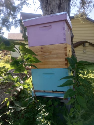 Customer photo review of BeeCastle Logo Free Wax Dipped 10 Frame Unassembled Brood Deep Boxes,Premium Cedar Wood Bee Boxes with Pine Wooden Frame and Beeswax Plastic Foundation for Elevated Beekeeping.