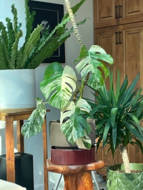 Customer photo review of The Bendable Moss Pole™ 𝘛𝘏𝘐𝘕