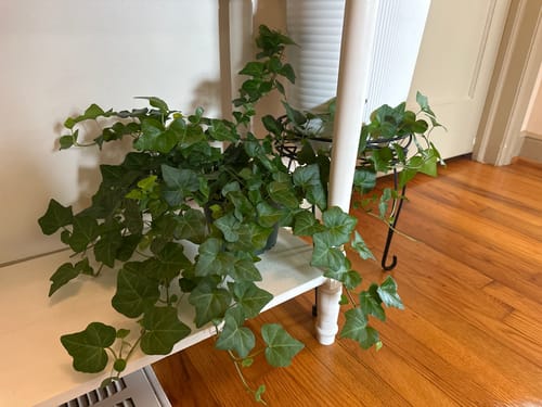 Customer photo review of English Ivy Green California