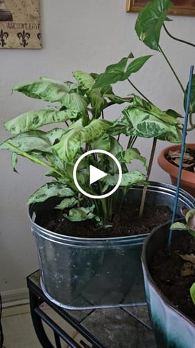 Customer video review of Syngonium Green Freckles