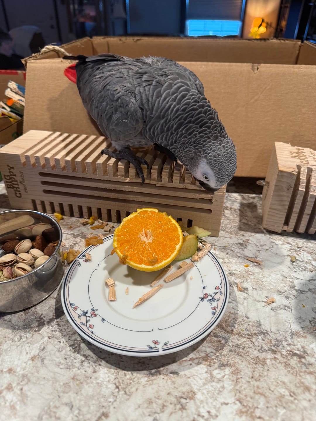Customer photo review of Big Chippy - The Ultimate Toy For Big Birds