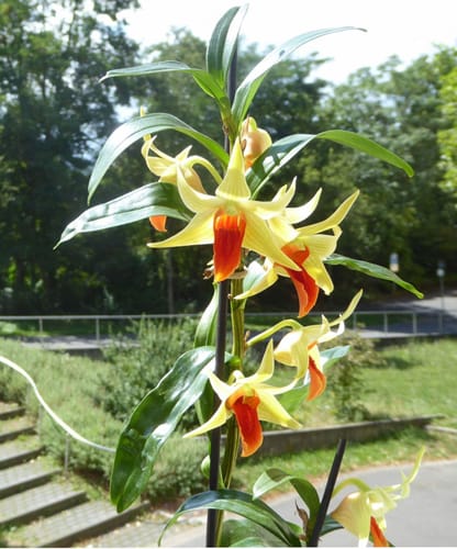 Customer photo review of Dendrobium Jiaho Delight mit creme-orangen Blüten